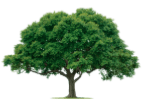 Kimble Oaks Ranch Property Owners Association